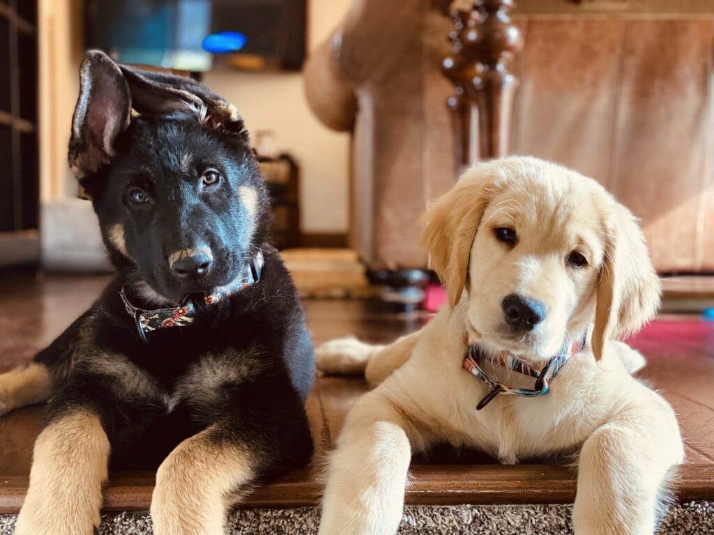 Our pets